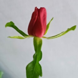 red-seedling-20-mayd41b2964447891b2