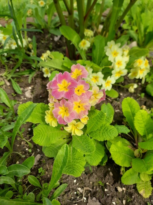 PRIMULA-KAMELEONabe7201ad081f772.jpg