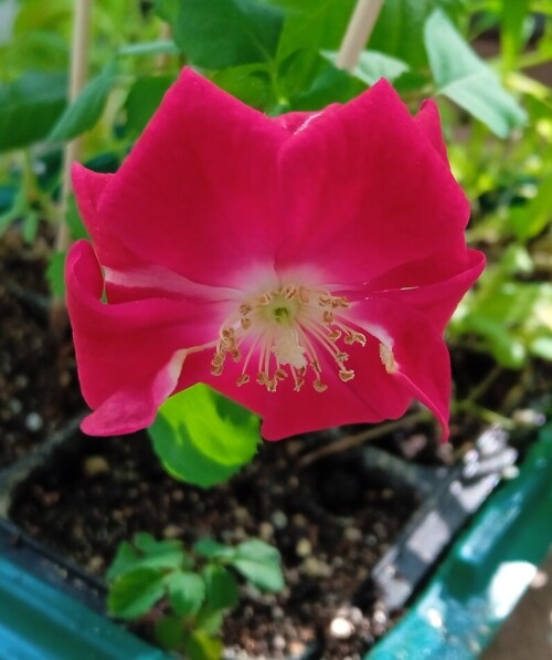 red-seedling-24-m3dc3e8928cdf46dc.jpg