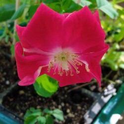 red-seedling-24-m3dc3e8928cdf46dc