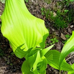 Green-Lavae26a0790537fe450