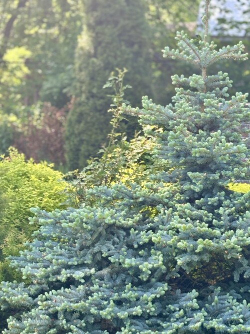 Picea pungens Glauca Globosa