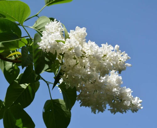 Mme-Lf1284f61bc1d42a1.jpg