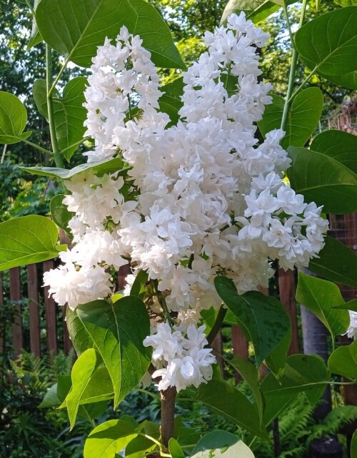 Beauty 1 jun