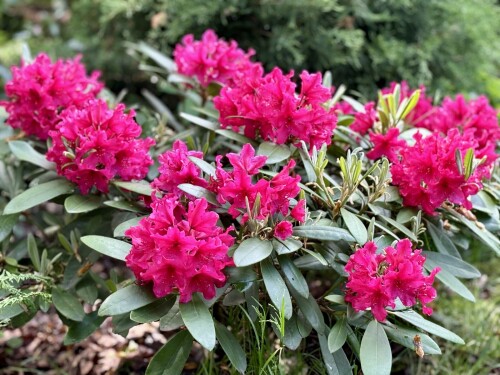 Rhododendron Neon Kiss 2025