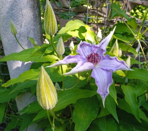 mother seedling 2 j