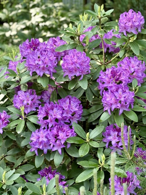 Catawbiense Grandiflorum 25