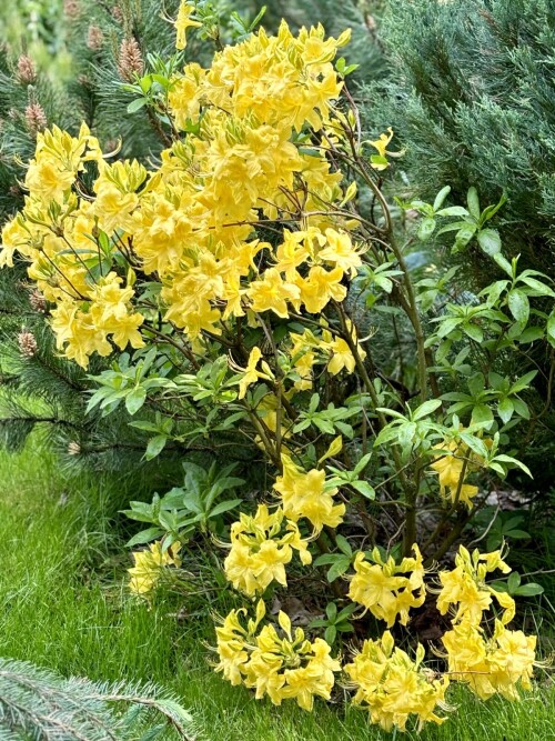 Rhododendron Anneke 2025