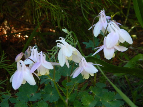 DSCN0461