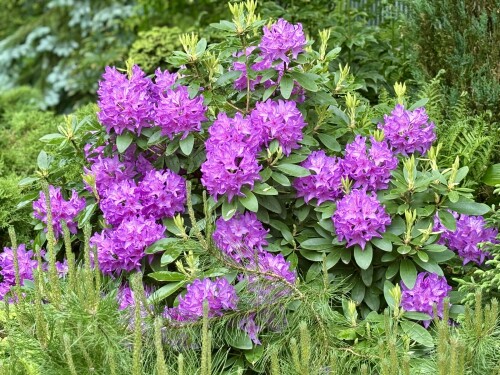 Catawbiense Grandiflorum 2025