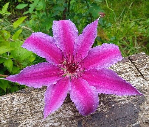 Clem N2 8 jun