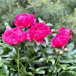 IMG_897190435c1d0924ed31