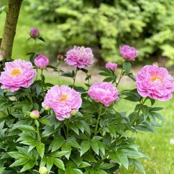 IMG_9023d0556281430086b1