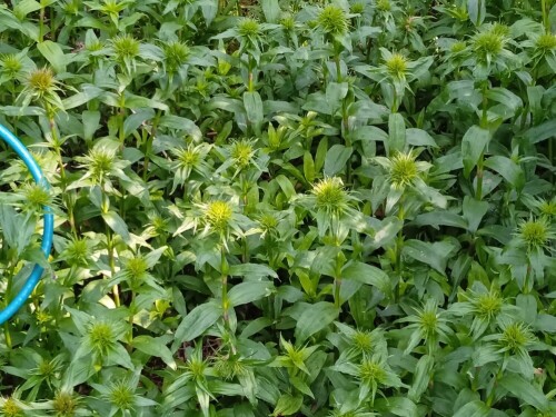 Jun flowers 25