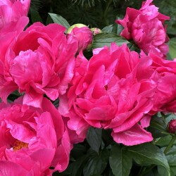 IMG_9038e3bfe6c99326068b