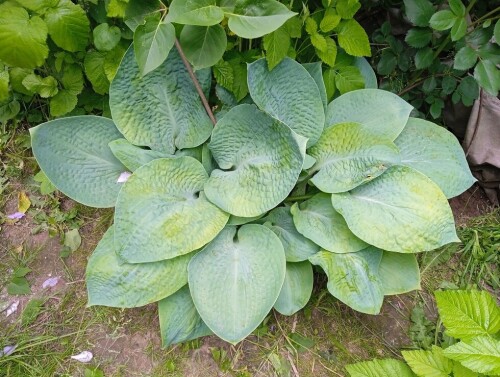 hosta-seedling-13-j81b12bd725f23776.jpg