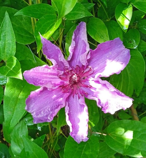 lilac seedling 14 j
