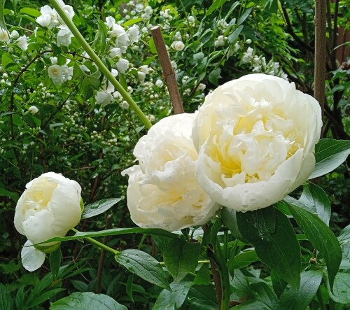 Duchesse-de-Nemoursf42f1d0d8360305d.jpg