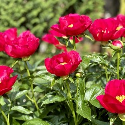 IMG_91564d873ea4a86afc7f