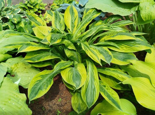 Foxfire Palm Sunday 21 25 6 (12)