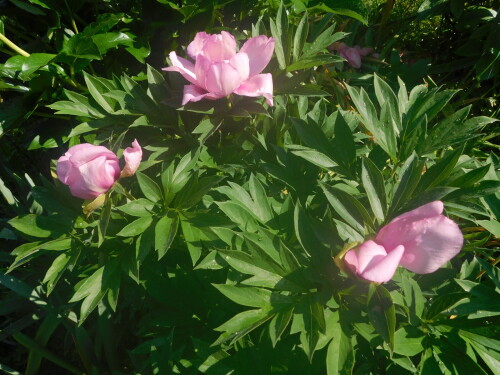 DSCN0186