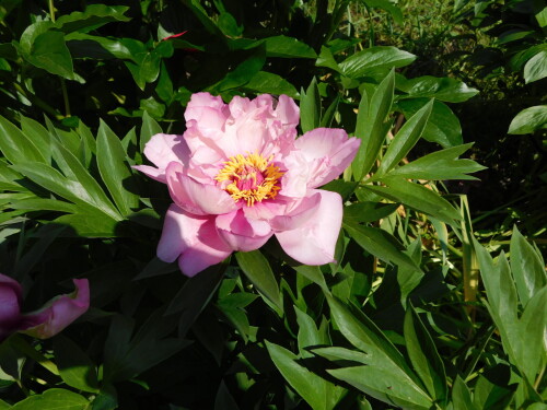 DSCN0209