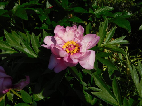 DSCN0210