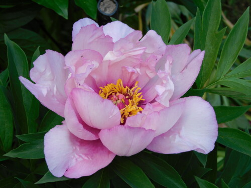 DSCN0240
