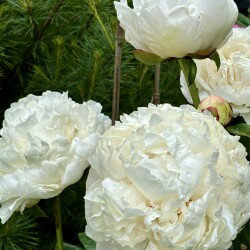 IMG_9340f5f0fd2bec917757