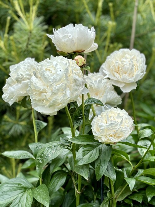 IMG_9415ace85d0c0c9b0f77.jpg