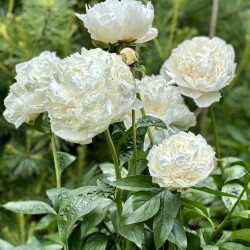 IMG_9415ace85d0c0c9b0f77