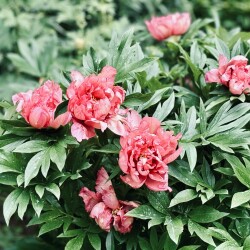 IMG_9487a5aae9fc3e2966d4