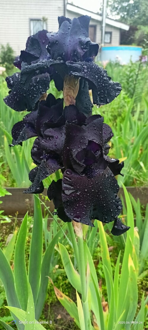 Black-Suiteda1b9ff1e671989be.jpg