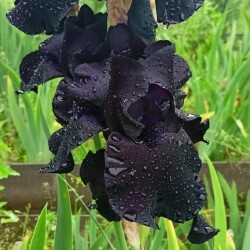 Black-Suiteda1b9ff1e671989be