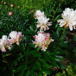 DSCN02640e62204cc1e35c29