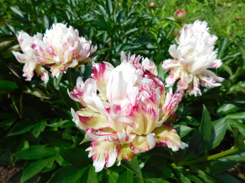 DSCN0265ae8a41dce8c3cf0d.jpg
