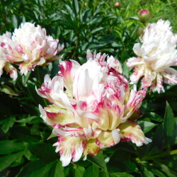 DSCN0265ae8a41dce8c3cf0d