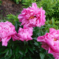 DSCN046967ce2cbd949c82f6