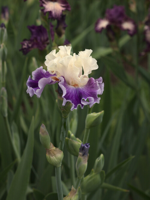 P6019374ee487e73850cc4e8.jpg