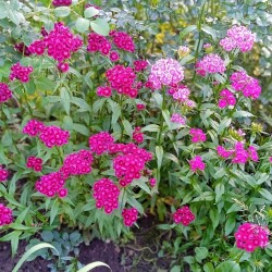 summer-June-3cb3552b9b8c45bf9