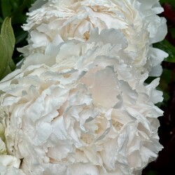 IMG_9707005f2aa4f6e03b52