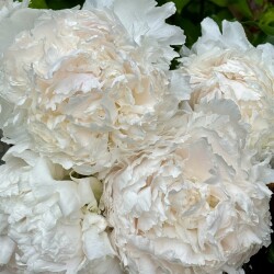 IMG_97088ea3cd4c938b0e39