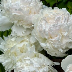 IMG_97104cfef67202ad0cfe