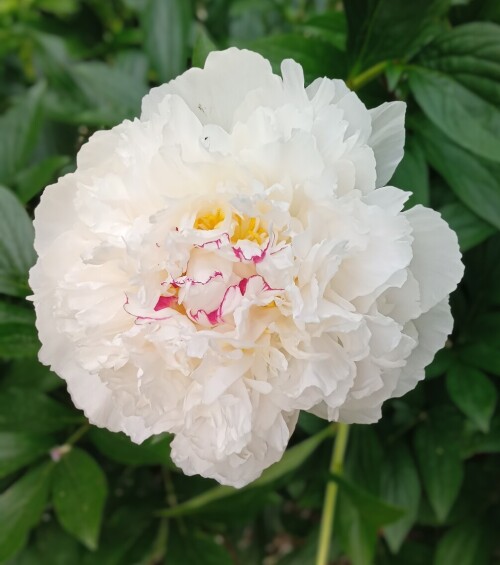 Couronne-dOr-29-jun94c4f45c6b5025c9.jpg