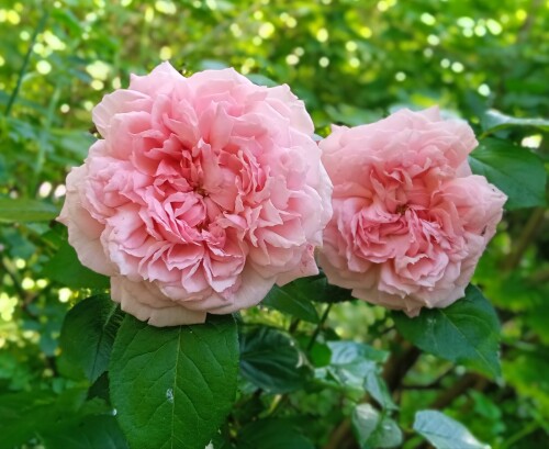 Rose-de-Cornouaille0A0A-junb43386293d748478.jpg