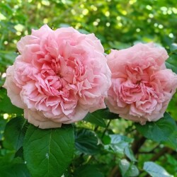 Rose-de-Cornouaille0A0A-junb43386293d748478