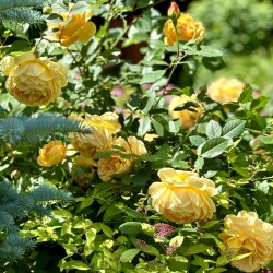 IMG_97359c805bbe52578fe0