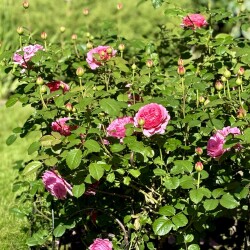 IMG_9754aeac236f9a2c3962