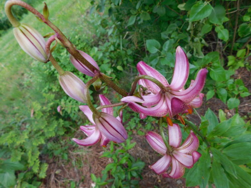 DSCN07451c194da13c8280ad.jpg