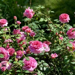 IMG_9863821857aae0178a00